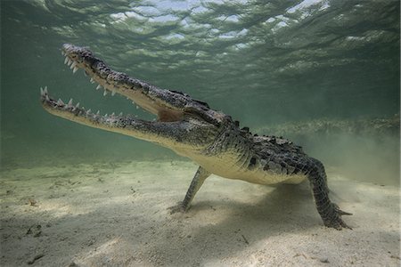 reptile - Territorial American croc (Crocodylus acutus) on seabed, Chinchorro Banks, Mexico Stock Photo - Premium Royalty-Free, Code: 614-08720854