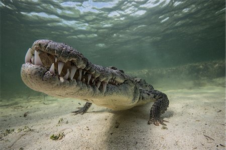 Territorial American croc (Crocodylus acutus) on seabed, Chinchorro Banks, Mexico Fotografie stock - Premium Royalty-Free, Codice: 614-08720855