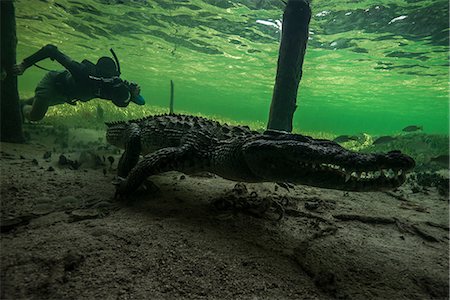 Underwater photographer chasing american croc (Crocodylus acutus) on seabed at Chinchorro Banks, Mexico Stock Photo - Premium Royalty-Free, Code: 614-08720850