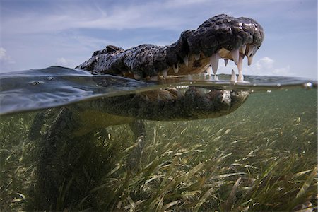 Close up of open mouthed american croc (Crocodylus acutus) at sea surface, Chinchorro Banks, Mexico Fotografie stock - Premium Royalty-Free, Codice: 614-08720851