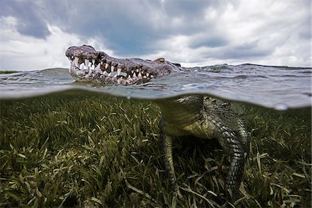 reptil - American croc (Crocodylus acutus) at sea surface, Chinchorro Banks, Mexico Foto de stock - Sin royalties Premium, Código: 614-08720852