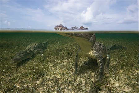 American croc (Crocodylus acutus) at sea surface, Chinchorro Banks, Mexico Foto de stock - Sin royalties Premium, Código: 614-08720853