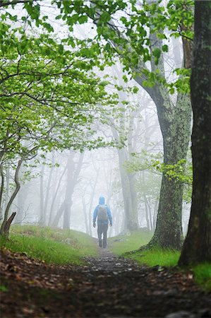 eerie forest - Rear view of man hiking in Shenandoah National Park, Virginia, USA Stock Photo - Premium Royalty-Free, Code: 614-08721017