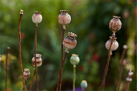 poppies pods - Poppy seed pods, close-up, Cork, Ireland Stock Photo - Premium Royalty-Free, Code: 614-08826896