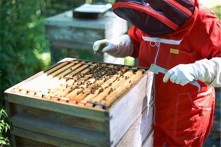 simsearch:614-08826902,k - Beekeeper looking into bee hive Foto de stock - Sin royalties Premium, Código: 614-08826897