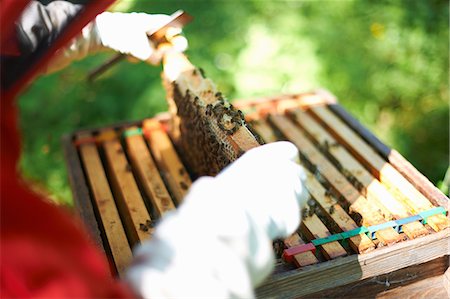 simsearch:614-08826897,k - Beekeeper lifting hive frame, close-up Stock Photo - Premium Royalty-Free, Code: 614-08826899