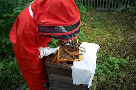 simsearch:614-08826897,k - Beekeeper looking into hive Stock Photo - Premium Royalty-Free, Code: 614-08826908