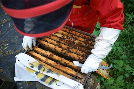 simsearch:614-08826897,k - Beekeeper looking into hive Stock Photo - Premium Royalty-Free, Code: 614-08826909
