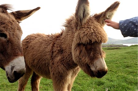 Donkeys being petted Stock Photo - Premium Royalty-Free, Code: 614-08865851
