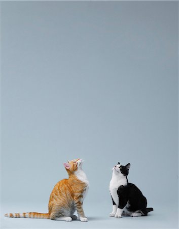simsearch:614-08865921,k - Two cats sitting looking up in air Photographie de stock - Premium Libres de Droits, Code: 614-08865907