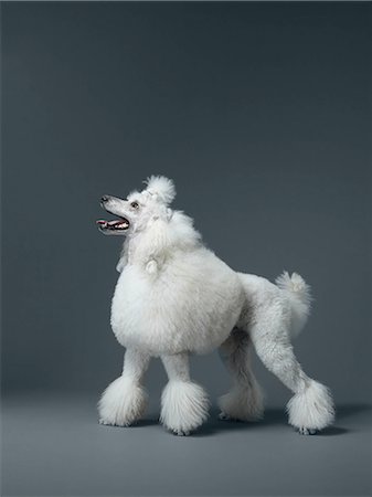 simsearch:614-08865921,k - White poodle standing in profile Photographie de stock - Premium Libres de Droits, Code: 614-08865916