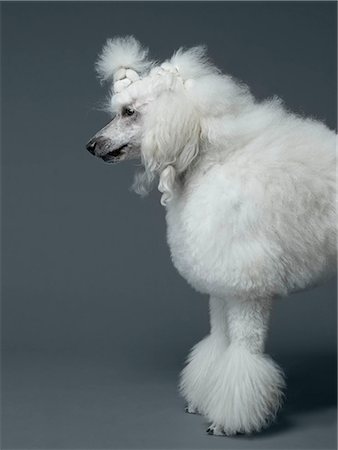 simsearch:614-08865921,k - White poodle standing in profile Photographie de stock - Premium Libres de Droits, Code: 614-08865917