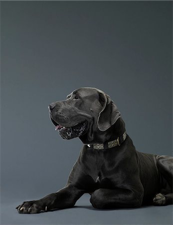 simsearch:614-08865921,k - Portrait of big dog in profile Photographie de stock - Premium Libres de Droits, Code: 614-08865924