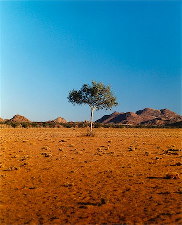 simsearch:400-05754056,k - Single tree in desert,hills behind Foto de stock - Sin royalties Premium, Código: 614-08866348