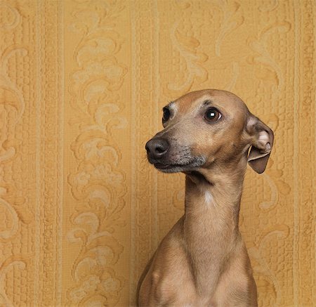 scared dog - Portrait of dog,close-up Stock Photo - Premium Royalty-Free, Code: 614-08866411