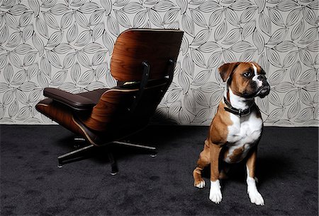 Dog seating in front of a chair Stock Photo - Premium Royalty-Free, Code: 614-08866426