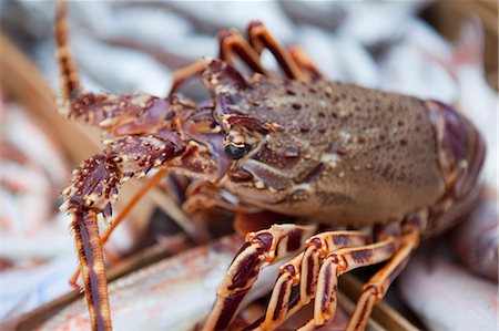 lobster on fishmarket Stock Photo - Premium Royalty-Free, Code: 614-08866610