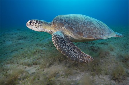 Green turtle Stock Photo - Premium Royalty-Free, Code: 614-08867060