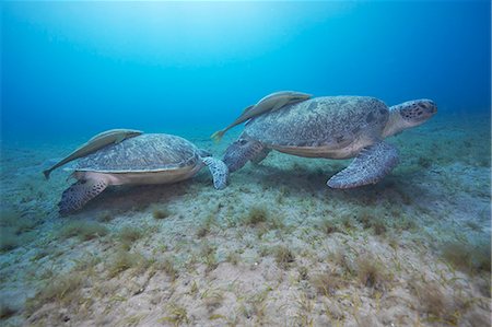 Pair of Green turtles Stock Photo - Premium Royalty-Free, Code: 614-08867061