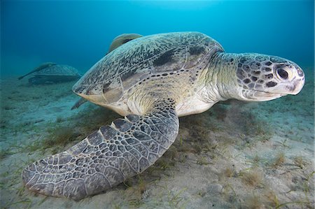 Green turtle Stock Photo - Premium Royalty-Free, Code: 614-08867062