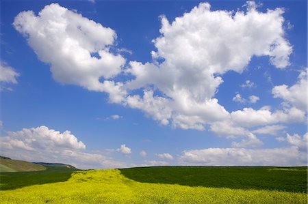 simsearch:614-08867078,k - Orcia valley in spring Photographie de stock - Premium Libres de Droits, Code: 614-08867075