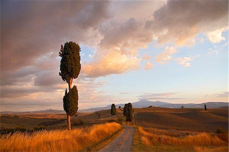 simsearch:614-08867075,k - Orcia valley in summer Stock Photo - Premium Royalty-Free, Code: 614-08867080