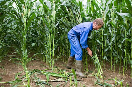 farmer cutting corn stalks Stockbilder - Premium RF Lizenzfrei, Bildnummer: 614-08867116