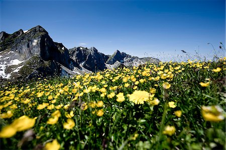 simsearch:649-09205776,k - Field of flowers with rocky mountains Stock Photo - Premium Royalty-Free, Code: 614-08867732