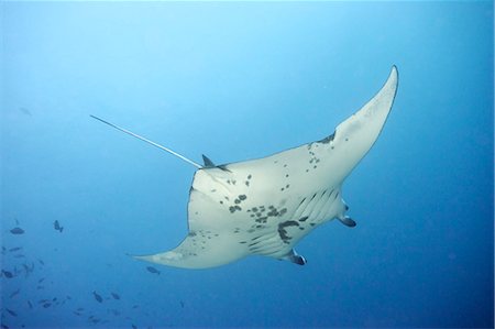 simsearch:6118-09112143,k - Giant manta ray swimming in ocean Photographie de stock - Premium Libres de Droits, Code: 614-08867957