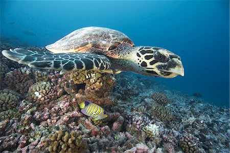 Hawksbill turtle swimming in coral Foto de stock - Sin royalties Premium, Código: 614-08867964