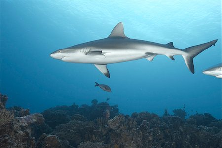 simsearch:614-08870432,k - White tip reef shark swimming in ocean Stock Photo - Premium Royalty-Free, Code: 614-08867966