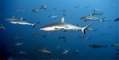 simsearch:649-08924536,k - White tip reef shark swimming in ocean Photographie de stock - Premium Libres de Droits, Code: 614-08867967