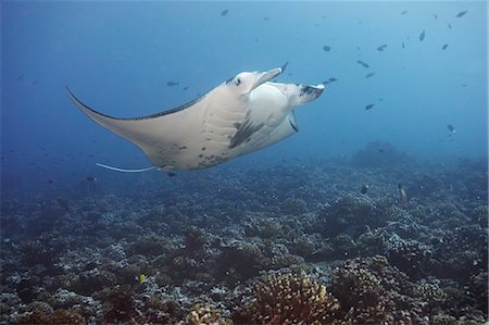 simsearch:614-08867972,k - Manta ray swimming in coral Fotografie stock - Premium Royalty-Free, Codice: 614-08867961