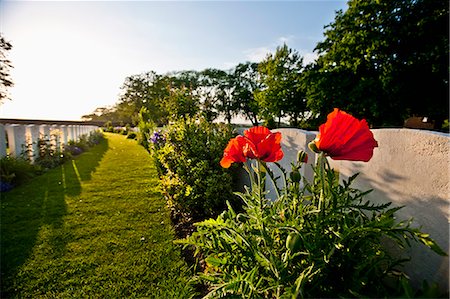 Close up of flowers growing on graves Stock Photo - Premium Royalty-Free, Code: 614-08868070