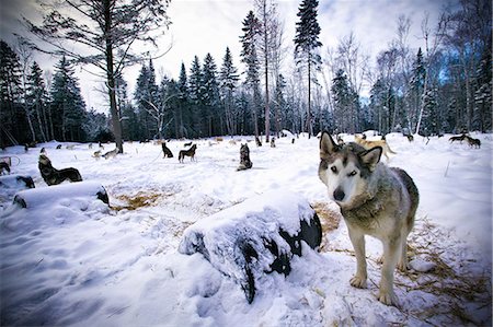 quebec winter - Wolves prowling in snowy landscape Stock Photo - Premium Royalty-Free, Code: 614-08868414