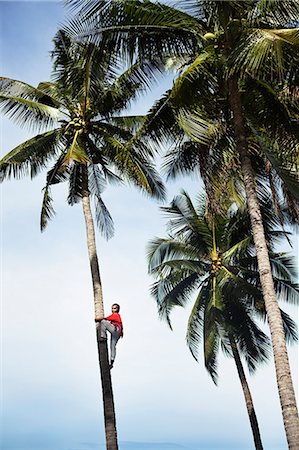 Man climbing tropical palm trees Foto de stock - Sin royalties Premium, Código: 614-08868436