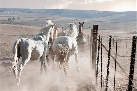 five animals - Horses running in dusty pen Stock Photo - Premium Royalty-Free, Code: 614-08869004