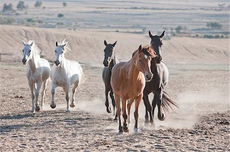 five animals - Horses running in dirt field Stock Photo - Premium Royalty-Free, Code: 614-08869003
