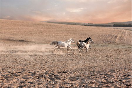 simsearch:6118-09076493,k - Horses running in dusty pen Foto de stock - Sin royalties Premium, Código: 614-08869011