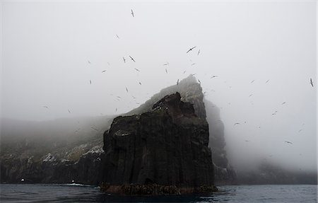 Rookery of albatross nesting on cliff Photographie de stock - Premium Libres de Droits, Code: 614-08869234