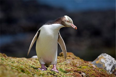 simsearch:649-08561187,k - Yellow eyed penguin walking on rocks Photographie de stock - Premium Libres de Droits, Code: 614-08869236