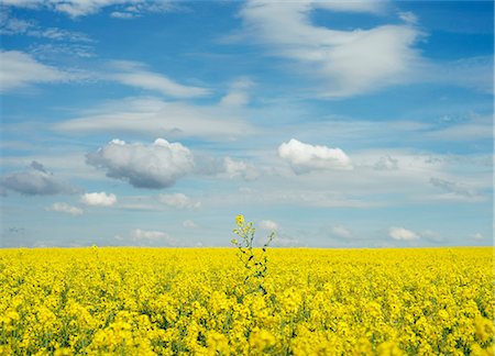 simsearch:614-08869029,k - Yellow flower in field under blue sky Photographie de stock - Premium Libres de Droits, Code: 614-08869387