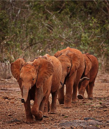 simsearch:649-07118995,k - Elephants walking together on path Stockbilder - Premium RF Lizenzfrei, Bildnummer: 614-08869391