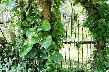 Plants growing over wooden gate Photographie de stock - Premium Libres de Droits, Code: 614-08869464