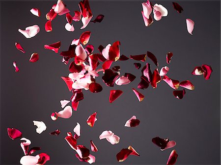 falling rose petals