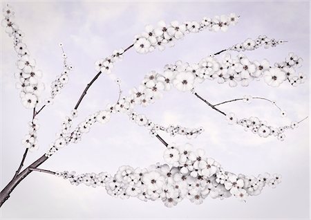 simsearch:649-03817178,k - Illustration of white cherry blossoms Fotografie stock - Premium Royalty-Free, Codice: 614-08869718
