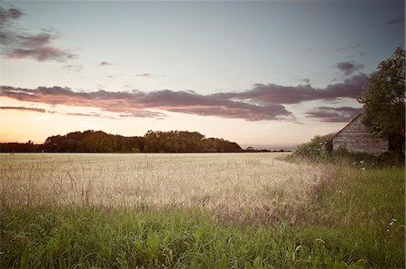 simsearch:649-09206305,k - Dried grass in rural field Stock Photo - Premium Royalty-Free, Code: 614-08869720