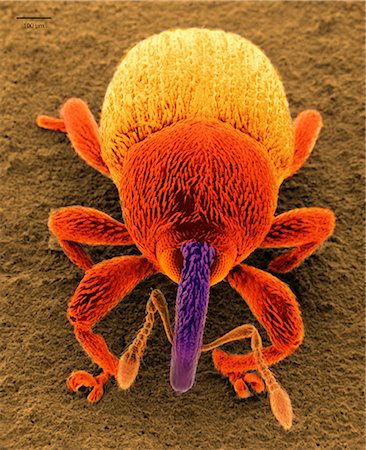 simsearch:649-09003664,k - Scanning electron micrograph of a snout beetle Photographie de stock - Premium Libres de Droits, Code: 614-08869750