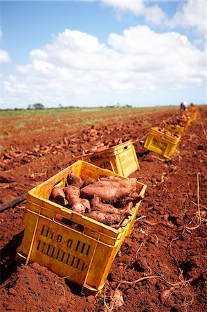 simsearch:649-06844232,k - Crates of sweet potatoes in field Photographie de stock - Premium Libres de Droits, Code: 614-08869845