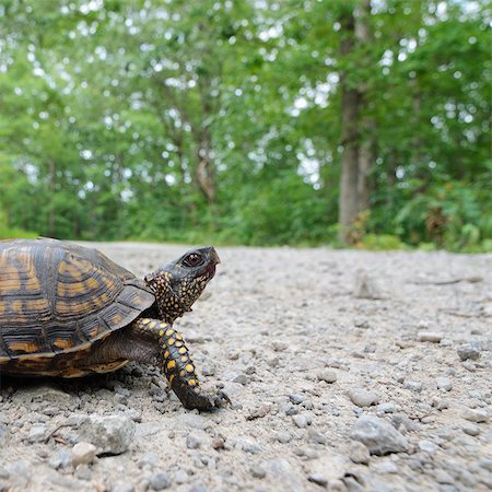 Close up of turtle walking outdoors Foto de stock - Sin royalties Premium, Código: 614-08869866